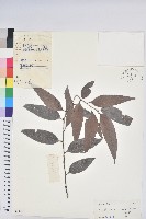 登錄號:S033021藏品圖，第1張