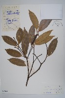 仔欖樹藏品圖，第1張