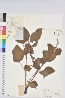 紅背山麻桿藏品圖，第1張