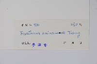 海南狗牙花藏品圖，第2張