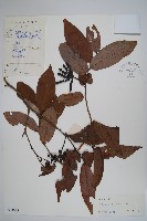 假鷹爪藏品圖，第1張