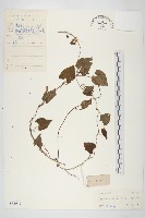 野牽牛藏品圖，第1張