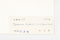 野牽牛藏品圖，第3張