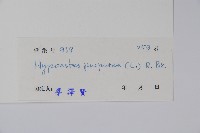 六角英, 槍刀菜藏品圖，第2張