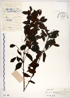 十子木、加入舅藏品圖，第1張