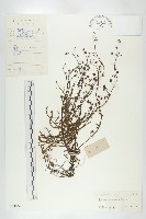 長葉茅膏菜藏品圖，第1張