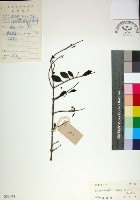 苦林盤藏品圖，第1張