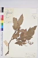 粗糠柴藏品圖，第1張