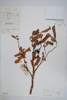 暗羅、雞爪樹藏品圖，第1張