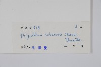 暗羅、雞爪樹藏品圖，第2張