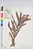 水楊梅、水柳仔藏品圖，第1張