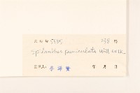 金鈕釦藏品圖，第3張