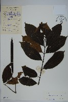 倒吊芼藏品圖，第1張