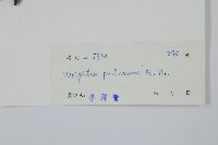 倒吊芼藏品圖，第2張