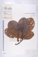 大花五椏果藏品圖，第1張