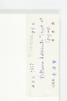 大花五椏果藏品圖，第3張