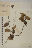 青江藤藏品圖，第1張