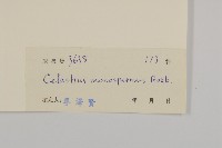 青江藤藏品圖，第3張