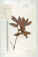 毛柿藏品圖，第1張