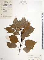 樟樹藏品圖，第1張