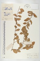 角花胡頹子藏品圖，第1張