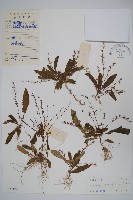 狹葉叉柱花藏品圖，第1張