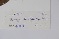 狹葉叉柱花藏品圖，第2張