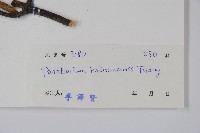 海南杜仲藤藏品圖，第2張
