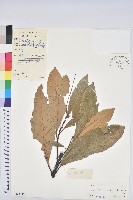 黧蒴栲藏品圖，第1張