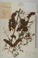 走馬胎藏品圖，第1張