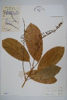 六萼藤藏品圖，第1張