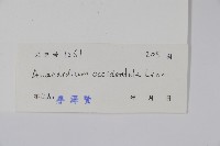 腰果、介壽果藏品圖，第2張