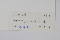 蔓雞冠、絹毛莧藏品圖，第2張