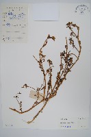 砂莧藏品圖，第1張