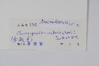 南酸棗藏品圖，第2張