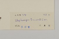 白花地膽草藏品圖，第3張