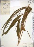 棕葉狗尾草藏品圖，第1張