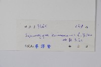 海南叉柱花藏品圖，第2張