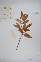 海南杜仲藤藏品圖，第1張