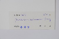 海南杜仲藤藏品圖，第2張