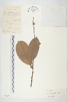 疏花丁公藤藏品圖，第1張