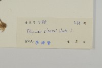 七里明艾納香藏品圖，第3張