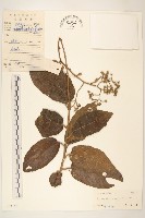 茄葉斑鳩菊藏品圖，第1張