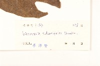 茄葉斑鳩菊藏品圖，第3張