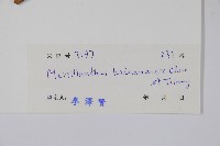 駝峰藤藏品圖，第2張