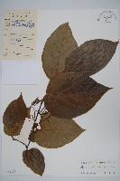 八角楓藏品圖，第1張