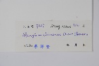 八角楓藏品圖，第2張