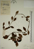 拎壁龍藏品圖，第1張