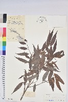 日本五月茶、南投五月茶藏品圖，第1張