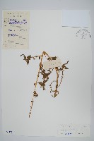 野莧菜藏品圖，第1張